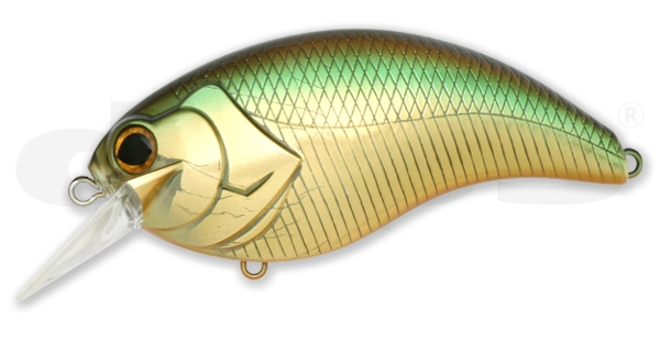 Evoke Golden Shiner