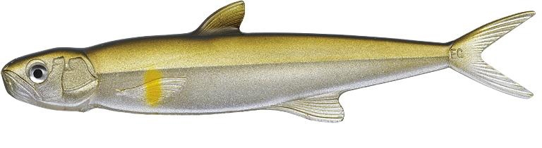 Amostra last ace 168 Ayu 14