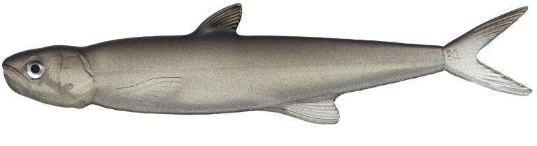 Amostra last ace 168 Trick Shad 57