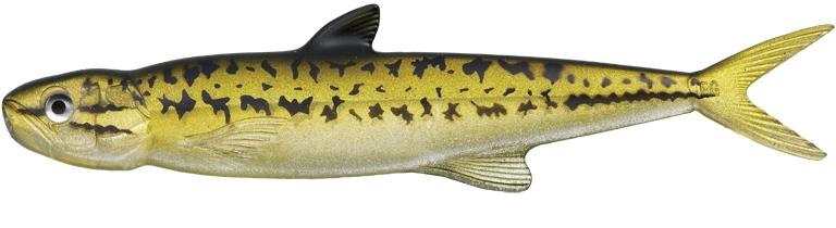 Amostra last ace 168 Bass 76