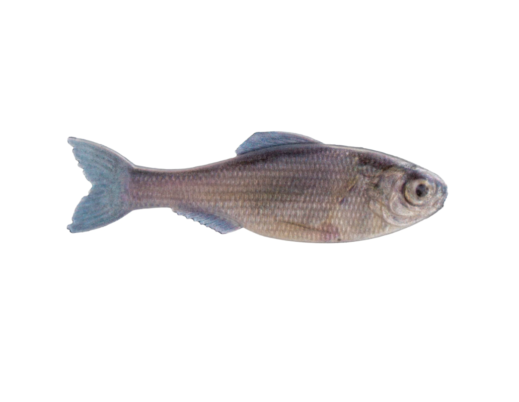 6th Sense Panorama - Live Minnow