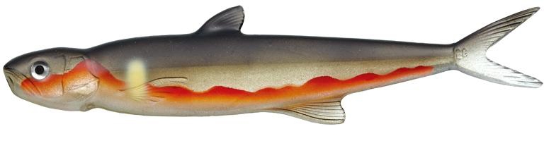 Amostra last ace 168 Ochiayu 78